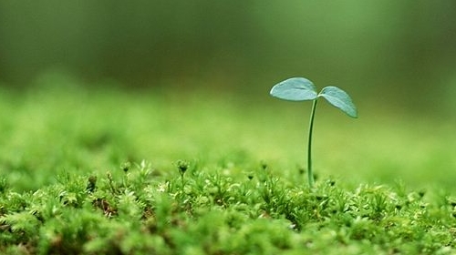 Discovering: Project Sprouts